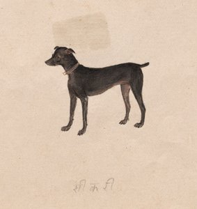 Dog by Unbekannt