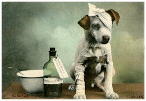 Dog in Bandages
