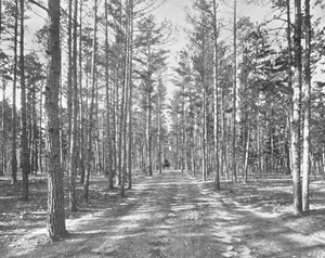 Drive in Piney Woods Park, Lakewood, New Jersey, USA by Unbekannt