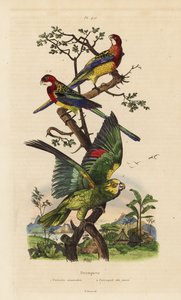 Eastern rosella, Platycercus exams, and yellow-crowned amazon, Amazona ochrocephala