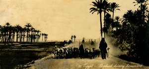 Egypt - Shepherd driving homeward, c1918-c1939 by Unbekannt
