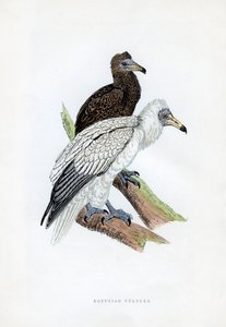 Egyptian Vulture by Unbekannt