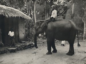 Elephant on a Path Near Kandy by Unbekannt