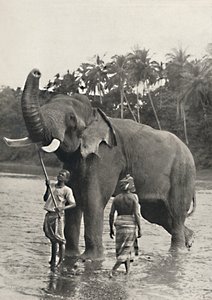 Elephant in the Mahavaliganga, 1926 by Unbekannt