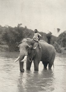 Elephant with Mahout in the Mahavaliganga by Unbekannt