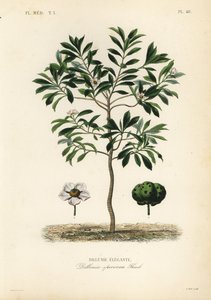 Elephant apple or chulta, Dillenia indica, Dillenia speciosa by Unbekannt