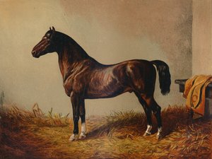 Entire Pony Hack Don Carlos, c. 1897 by Unbekannt