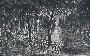 Equatorial African Forest, 1924 by Unbekannt