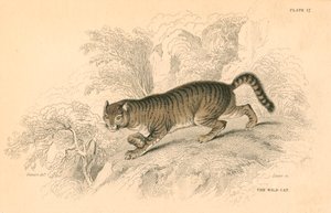 European wild cat Felis silvestris, 1828 by Unbekannt