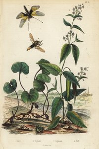 European Wild Ginger, Libelloides Longicornis, Milkweed, and Hornet Robberfly