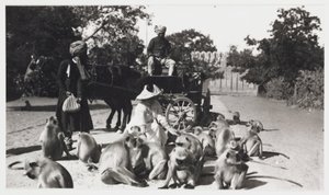 European woman feeding a troop of monkeys, India, c 1910