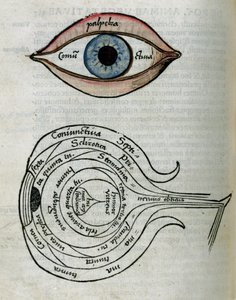 Structure of the eye