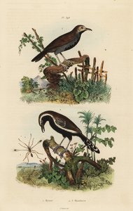 Fairyfly, Mymar pulchellum, southern white-fringed antwren, Formicivora grisea and black-throated antbird, Myrmophylax atrothorax melanura