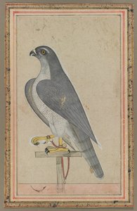 Falcon, c. 1770