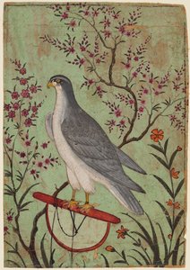 Falcon on a Perch