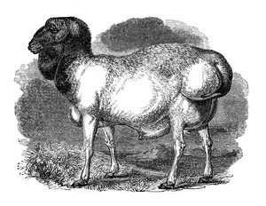 Fat-Rumped Sheep of Tartary, 1848 by Unbekannt
