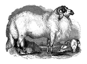 Fat-tailed sheep of Syria by Unbekannt