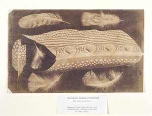 Feathers, c. 1840 by Unbekannt