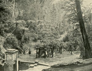 Fern Tree Bower and Track, Mount Wellington