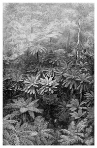 Fern Tree Gully, Australia by Unbekannt