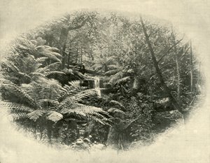 Fern Tree Gully, Tasmania, 1901