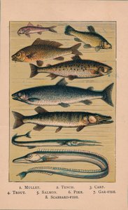 Fish, 1907