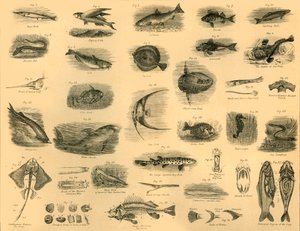 Fishes, c1910 by Unbekannt