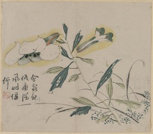 Flowering Lily