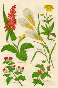 Flowers: Aloes, Arnica, Arrow Root, Barley, Balm Mint, Burdock, c1940 by Unbekannt