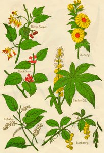 Flowers: Bitter Sweet, Buckthorn, Cubebs, Chicory, Castor Oil, Barberry