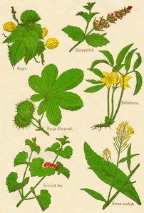 Flowers: Hops, Horsemint, Horse Chestnut, Hellebore, Ground Ivy, Horse-radish