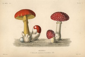 Fly agaric mushroom by Unbekannt