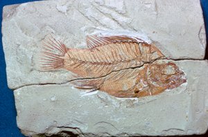 Fossil of a Fish by Unbekannt
