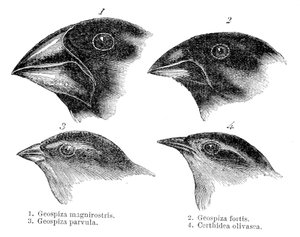 Four of the Species of Finch Observed by Darwin on the Galapagos Islands