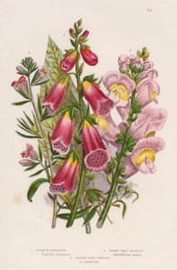 Foxglove Digitalis purpurea centre, c1885