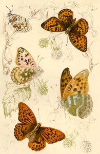 Fritillary Butterflies by Unbekannt