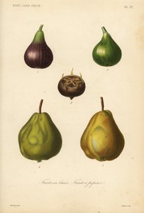 Fruit