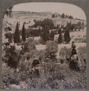 Garden of Gethsemane and Mount of Olives from Greek Gardens, c1900 by Unbekannt