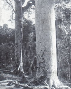 Giant Kauri Tree, late 19th-early 20th century by Unbekannt