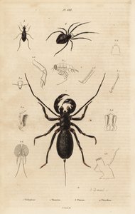 Giant whip scorpion, Mastigoproctus giganteus, beetle, Theratus species, and cobweb spider, Theridion species by Unbekannt