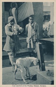 Goat sacrifice at the Monkey Temple, Benares