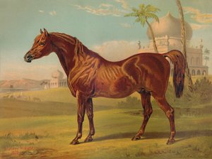 Goldie, High Class Arab by Unbekannt