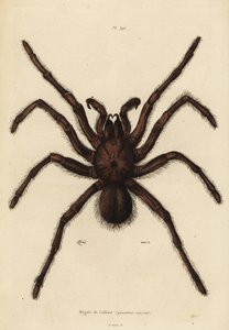Goliath birdeater spider, Theraphosa blondi by Unbekannt