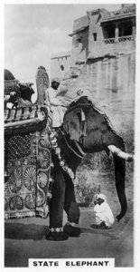 Government Elephant in State Costume, South India by Unbekannt