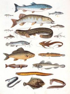Bony Fish and Soft-Finned Fish