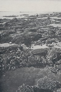 Great Barrier Reef, 1924 by Unbekannt