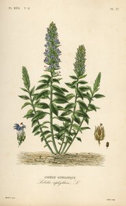 Great blue lobelia by Unbekannt