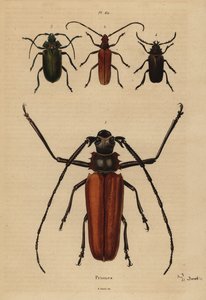 Great Long-horn Beetle, Aegosoma Scabricorne, Pyrodes Nitidus and Prionus Desmaretii