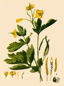 Greater Celandine by Unbekannt