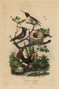 Green-crowned Plovercrest, Ruby-throated Hummingbird, and Ruby-topaz Hummingbird and Nest